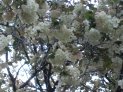 ギョイコウの花